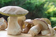 Foto: Steinpilz (Boletus) Steinpilz (Boletus)