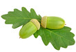 Photo: acorns with oak leafs isolated on white acorns with oak leafs isolated on white