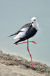 Black-winged Stilt bird