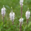 Hoary plantain