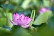 blooming lotus