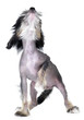 Head raised and ready for a howl