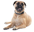 Perfect specimen of canine health