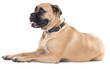 An example of the ideal bull mastiff