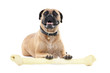Now this is what I call a bone!