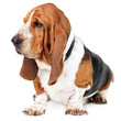 Profile of a healthy basset hound