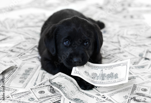 Photo: Having a pet can be expensive Having a pet can be expensive