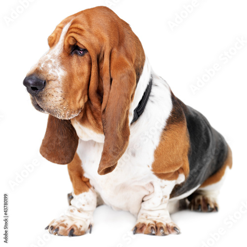 Photo: Profile of a healthy basset hound Profile of a healthy basset hound