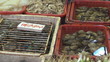 Fresh seafoods for sale, street market, Hong Kong