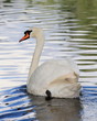 Schwan-18648b1