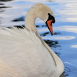 Schwan-18614b1
