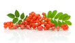 a bunch of rowan berries and rose hips on a white background