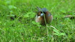 Redstart