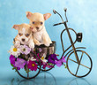 The puppy chihuahua on a bicycle in studio