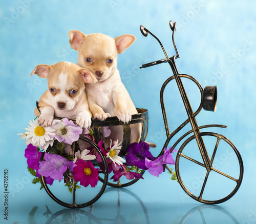 Photo: The puppy chihuahua on a bicycle in studio The puppy chihuahua on a bicycle in studio
