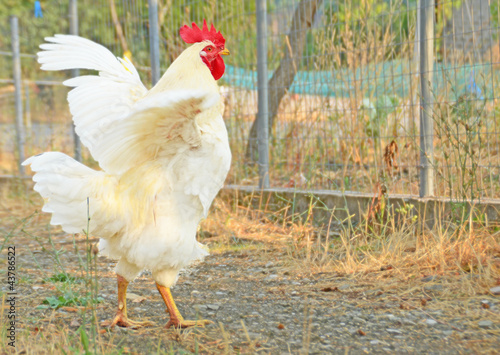 Photo: cock flight cock flight