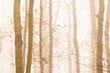 Trees quickly disappearing in yellow bright fog