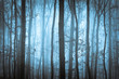Dark blue spooky forrest with trees in fog