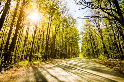 Foto: Road in beautiful forest with sun shining through Road in beautiful forest with sun shining through