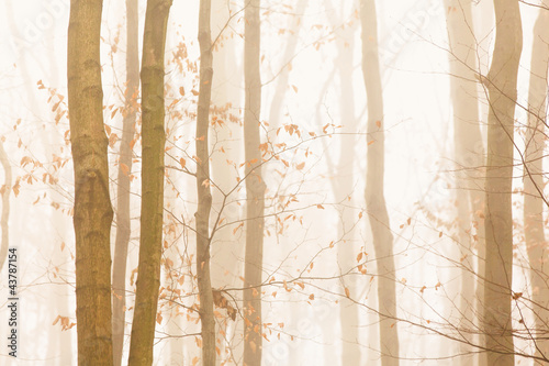 Photo: Trees quickly disappearing in yellow bright fog Trees quickly disappearing in yellow bright fog