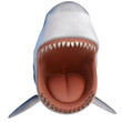shark attack