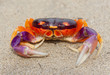 Tropical Land Crab in Costa Rica