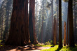 Sequoia National Park