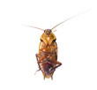 Cockroach