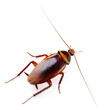 Cockroach