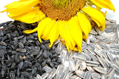 Photo: Sunflower and Seeds Sunflower and Seeds