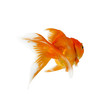 Foto: Gold fish. Isolation on the white Gold fish. Isolation on the white