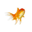 Foto: Gold fish. Isolation on the white Gold fish. Isolation on the white