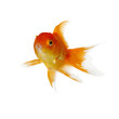Foto: Gold fish. Isolation on the white Gold fish. Isolation on the white