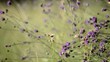 Flower background in nature