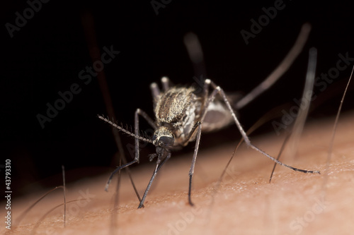 Photo: Mosquito sucking blood, macro photo Mosquito sucking blood, macro photo