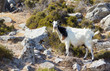 Wild goat in a steep hillside in Milos island, Greece