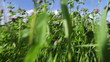 Through the grass.