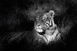 Monochrome image of a bengal tiger