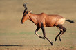 Running red hartebeest