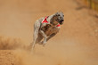 Photo: Sprinting greyhound Sprinting greyhound