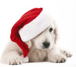 Photo: christams dog christams dog