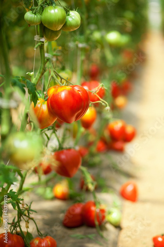 Photo: Many tomatoes growing in a glasshouse Many tomatoes growing in a glasshouse