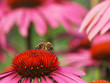 Blumenfreund