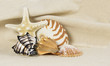 sea shell still life