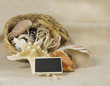 sea shell still life