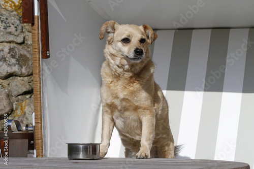 Foto: Hund am Tisch Hund am Tisch