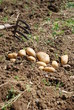 Kartoffelernte