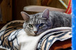 Kater auf Decke v1