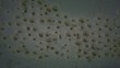 Directional flow of organic cells with alpha channel in Full HD