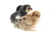 Foto: very young cute fluffy chick chicken very young cute fluffy chick chicken